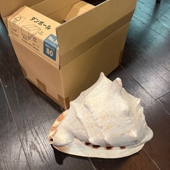 巨大 トウカムリ貝 約80サイズの画像