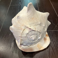 巨大 トウカムリ貝 約80サイズの画像