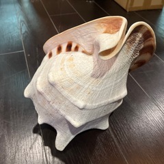 巨大 トウカムリ貝 約80サイズの画像