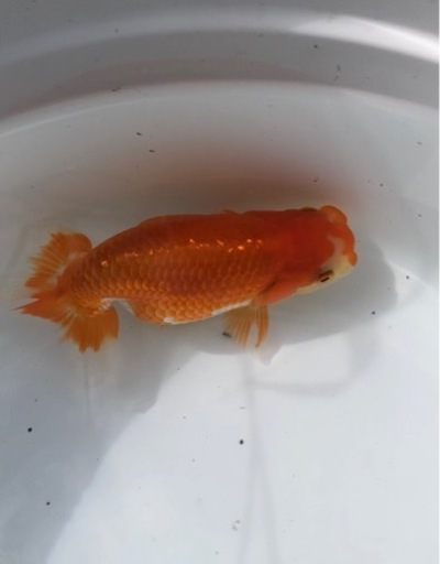 品評会タイプ らんちゅう 優良系統 赤勝ち更紗