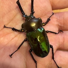 ニジイロクワガタ　オス成虫＋　幼虫4匹の画像