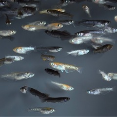 30匹　めだか　ラメ系　ワイドフィン系　ヒレ長系　メダカ　ミックス　 【画像同等】　針子抜け稚魚〜サイズの画像
