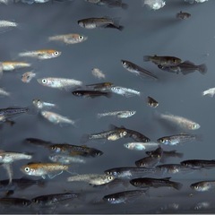 30匹　めだか　ラメ系　ワイドフィン系　ヒレ長系　メダカ　ミックス　 【画像同等】　針子抜け稚魚〜サイズの画像