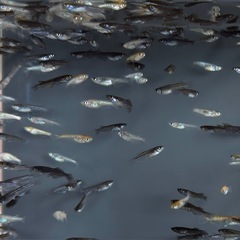 30匹　めだか　ラメ系　ワイドフィン系　ヒレ長系　メダカ　ミックス　 【画像同等】　針子抜け稚魚〜サイズの画像