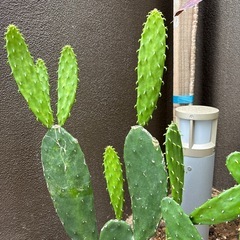 うちわサボテンの画像