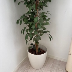 観葉植物風　造花の画像