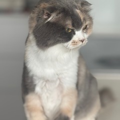 スコティッシュ折れ耳家族募集 - 猫
