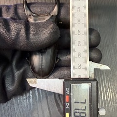 [国産オオクワガタNO:179]YG871系統  77ミリペアー   の画像