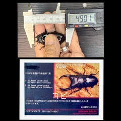[国産オオクワガタNO:179]YG871系統  77ミリペアー   の画像