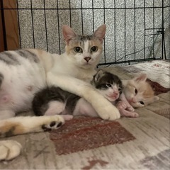 美人な三毛猫姉さんです😼💕