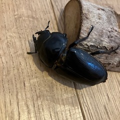 オオクワガタペア（久留米産）の画像