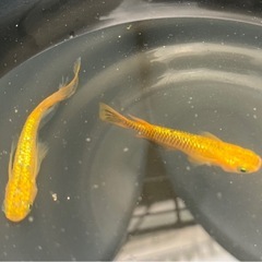 メダカの画像
