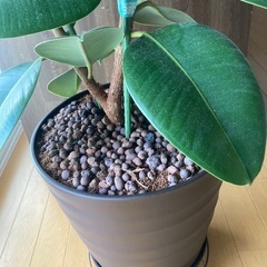 ゴムの木　無償で差し上げますの画像
