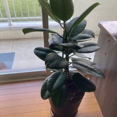 ゴムの木　無償で差し上げますの画像