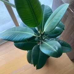 ゴムの木　無償で差し上げますの画像