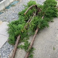 雑木の画像