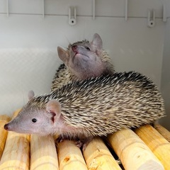ヒメハリテンレック　販売中❗️