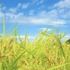 令和7年度産　お米30kg(大阪)の画像