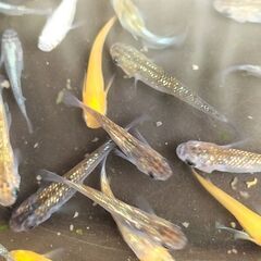 改良メダカ　MIXめだか タイプＪ　稚魚30匹の画像