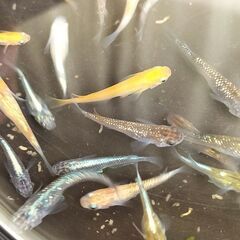 改良メダカ　MIXめだか タイプＪ　稚魚30匹の画像