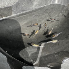 メダカ　ロワゾーブルー　幼魚✖️5匹　1000円の画像