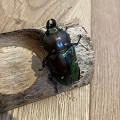 ニジイロクワガタペアの画像