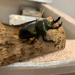 ニジイロクワガタペアの画像