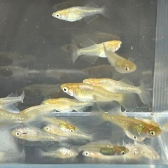 黄金べっ甲ヒレ長メダカ若魚　１０匹➕αの画像
