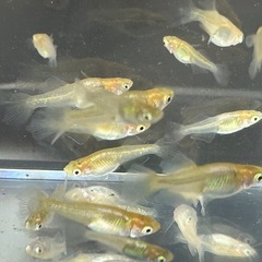 黄金べっ甲ヒレ長メダカ若魚　１０匹➕αの画像