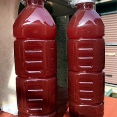 🅿️Ｓ🅱️ご依頼品＊メダカ飼育最強液体バクテリア.針子から成魚まで.ぐんぐんの画像