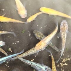 改良メダカ　MIXめだか タイプＪ　稚魚30匹の画像