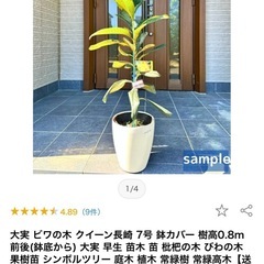 枇杷の苗木 ビワ　びわの苗木 びわの木 果樹苗 ビワの木の画像
