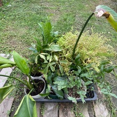 観葉植物　差し上げますの画像