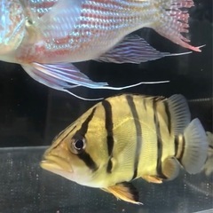 ダトニオ、フォーバー＆プラスワンの画像