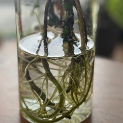 Bモンステラデリシオーサ水耕栽培の画像