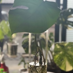 Bモンステラデリシオーサ水耕栽培の画像