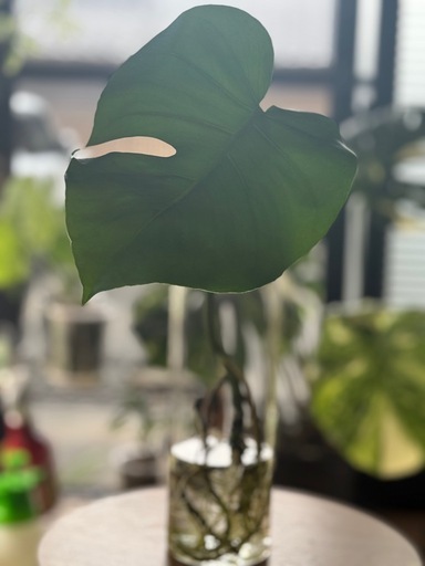 Bモンステラデリシオーサ水耕栽培 (みい) 入山瀬の家庭用品