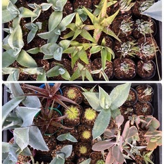 多肉植物(仔株)どれでも20鉢の画像