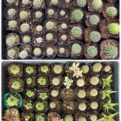 多肉植物(仔株)どれでも20鉢の画像