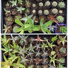 多肉植物(仔株)どれでも20鉢の画像