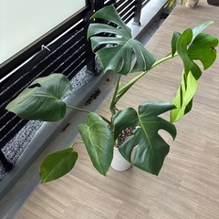 モンステラ　観葉植物の画像