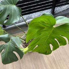 モンステラ　観葉植物の画像