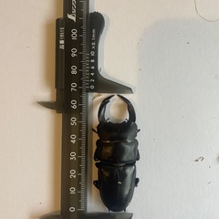 能勢産　オオクワガタペア　♂67mm ♀44mmの画像
