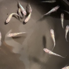 改良メダカ  若魚  10匹  ✨夜桜✨の画像