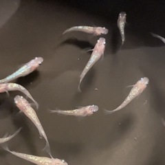 改良メダカ  若魚  10匹  ✨夜桜✨の画像