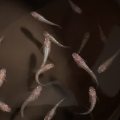 改良メダカ  若魚  10匹  ✨夜桜✨の画像