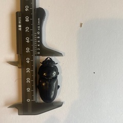 能勢産　オオクワガタペア　♂67mm ♀44mmの画像
