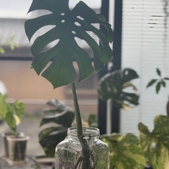 Cモンステラデリシオーサ水耕栽培の画像