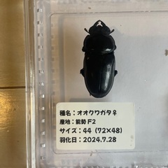 能勢産　オオクワガタペア　♂67mm ♀44mmの画像