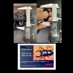 [国産オオクワガタNO:180]YG871系統  76ミリペアー    の画像